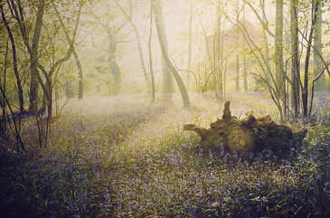 The blanket of Spring